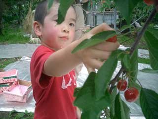 Cherries